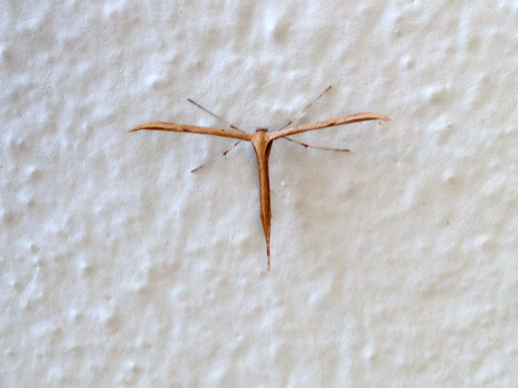 Pterophoridae (Emmelina?)